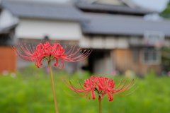 穴太寺の彼岸花