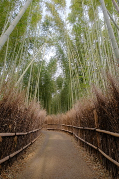 竹林の小径