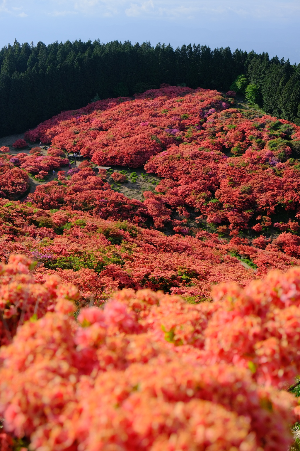葛城山のつつじ