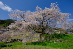 又兵衛桜