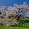 又兵衛桜