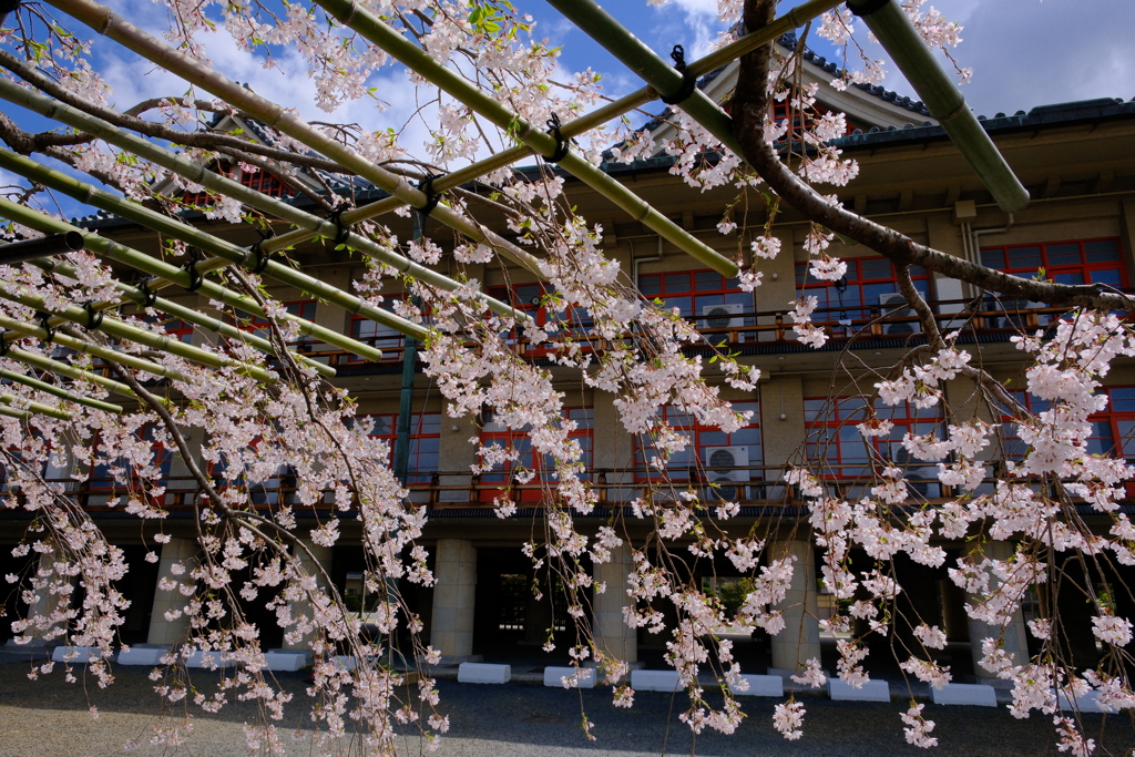 天理教教会本部の枝垂れ桜
