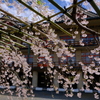 天理教教会本部の枝垂れ桜