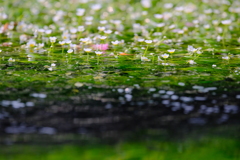 醒井　地蔵川の梅花藻