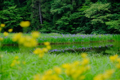 平池のカキツバタ