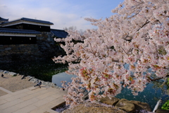 松本城の桜