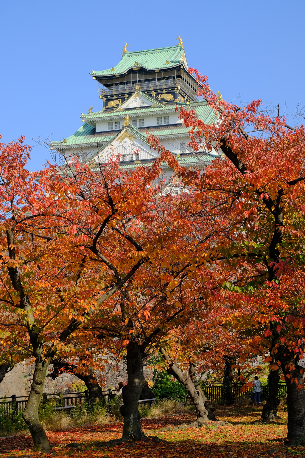 大阪城の紅葉