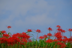 矢勝川堤の彼岸花