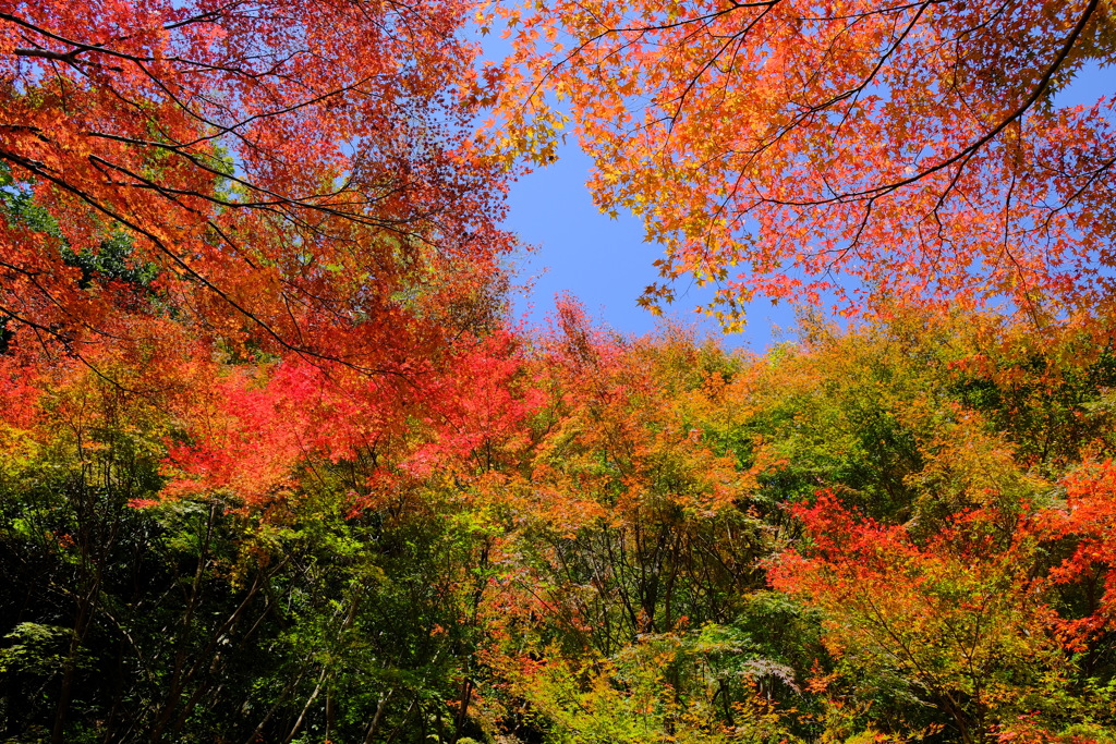 摂津峡の紅葉