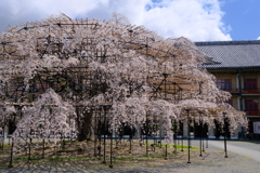 天理教教会本部の枝垂れ桜