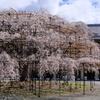 天理教教会本部の枝垂れ桜