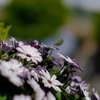 名前の知らないお花