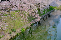 松本城の桜
