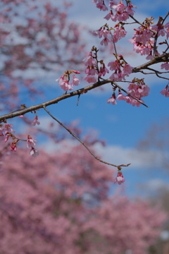 満開のオカメ桜