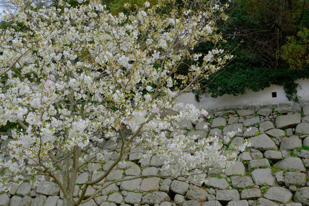 中津城の桜