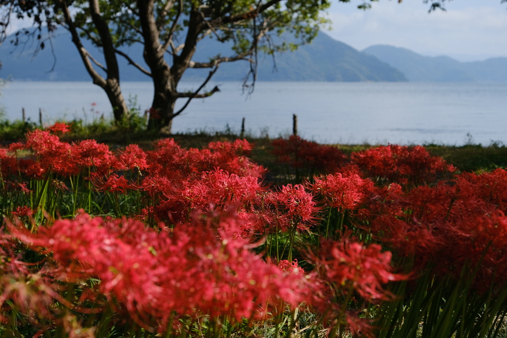 桂浜園地の彼岸花