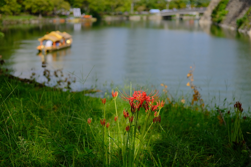 大阪城公園の彼岸花