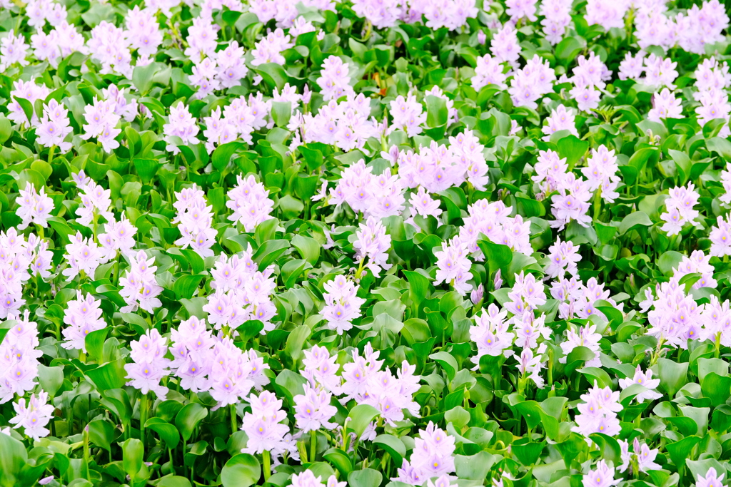 Water hyacinth