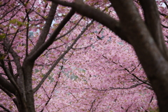 河津桜の丘