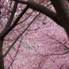 河津桜の丘