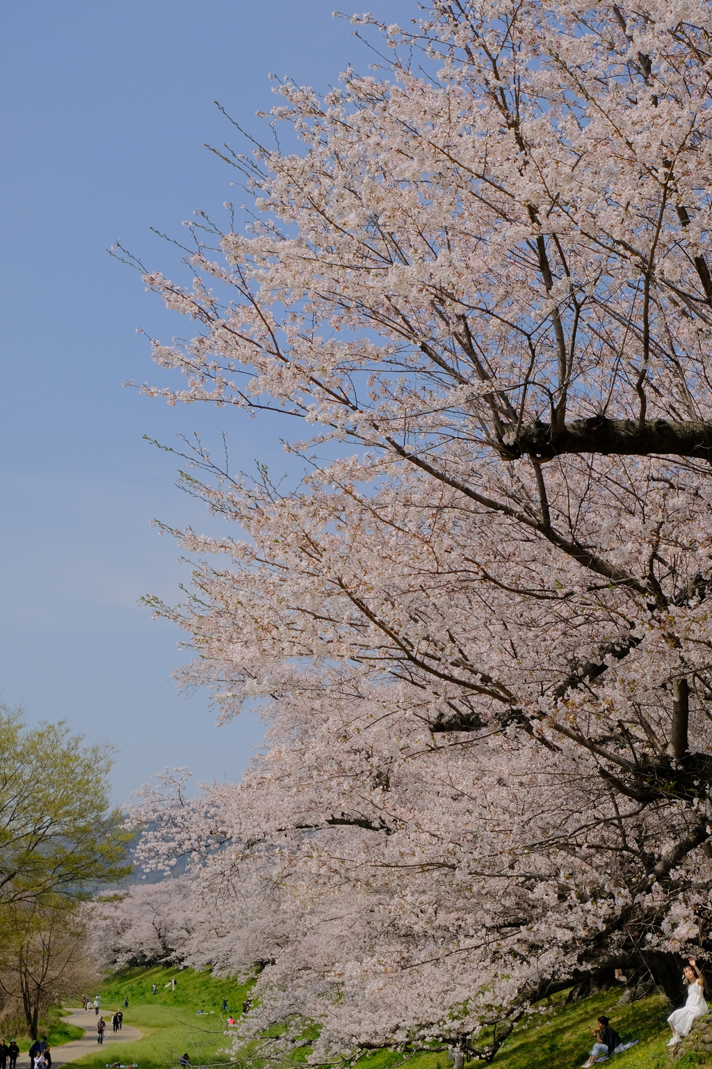 背割堤の桜