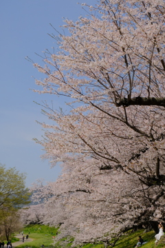 背割堤の桜