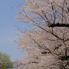 背割堤の桜