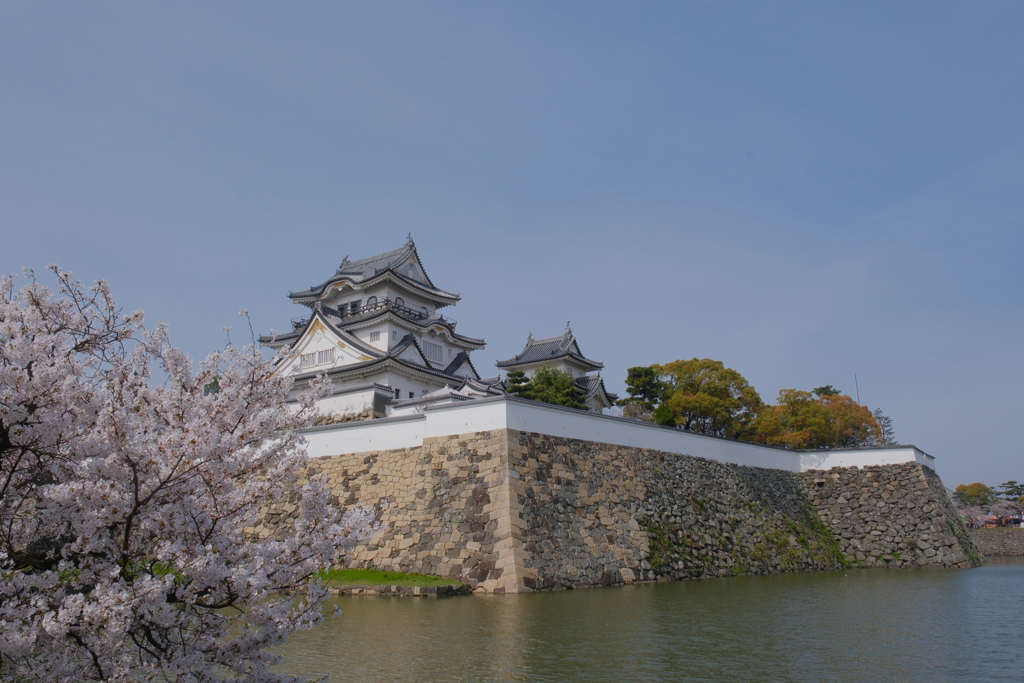 岸和田城の桜