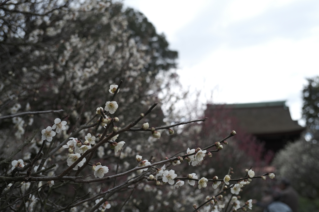 道明寺天満宮の梅