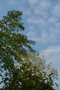 今朝の青空