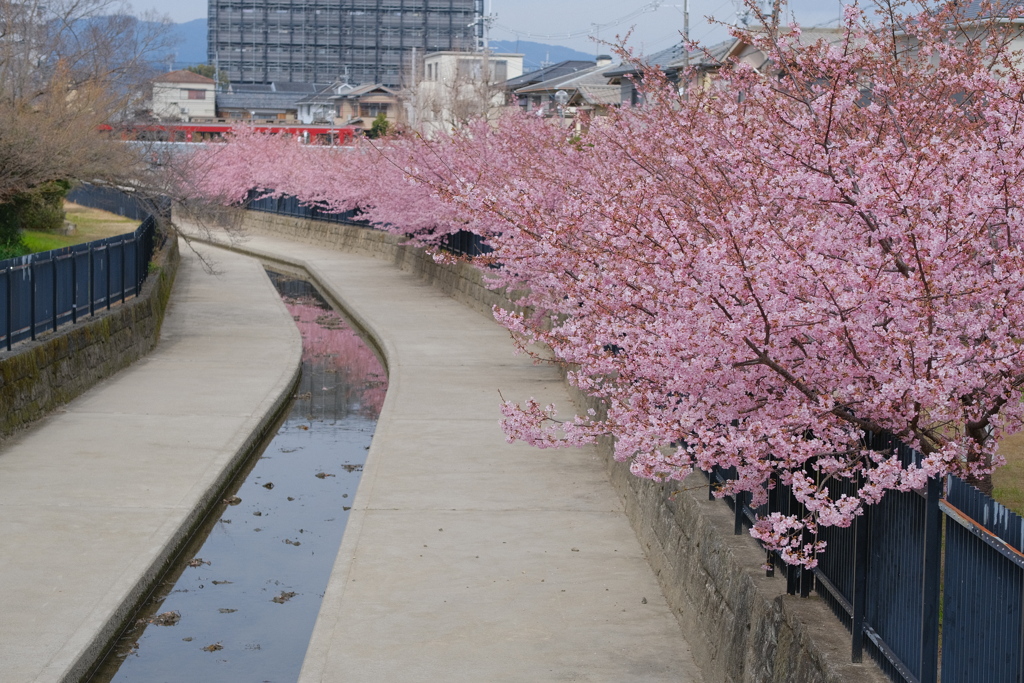 淀の河津桜