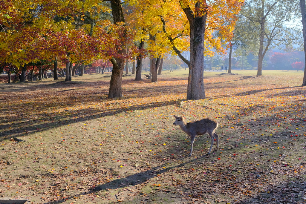 紅葉の奈良鹿
