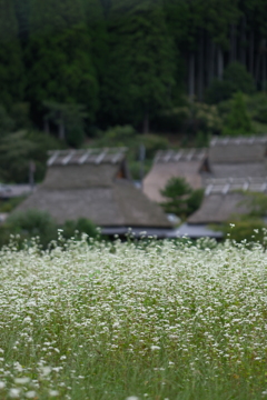 蕎麦の里