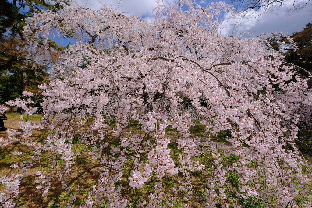 近衛邸跡の枝垂桜