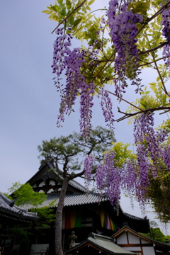 葛井寺の藤