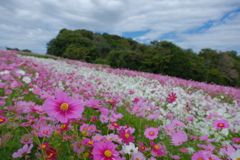 あわじ花さじき