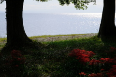 桂浜園地の彼岸花