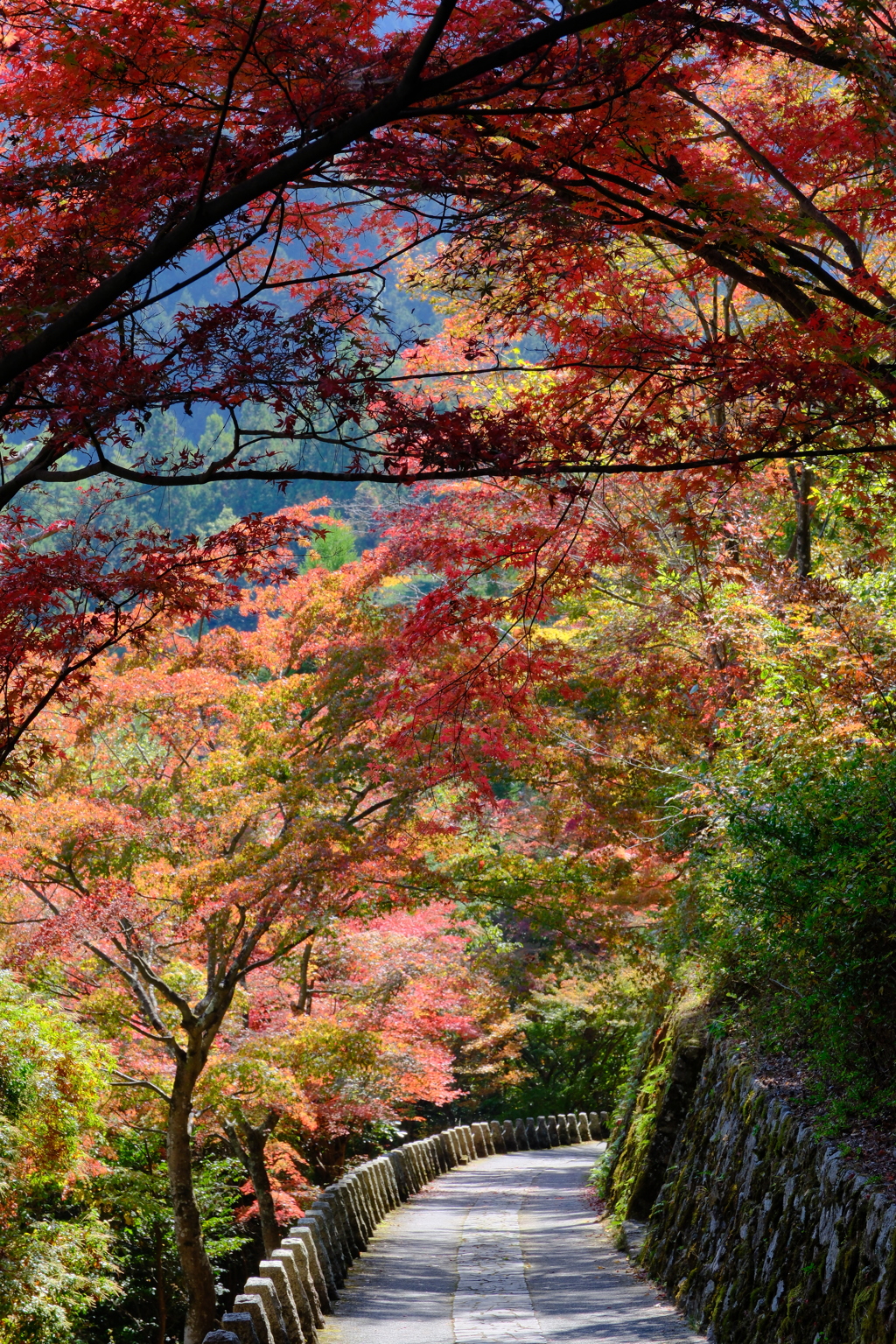 高城山の紅葉