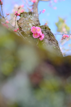 梅の花