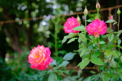 薔薇