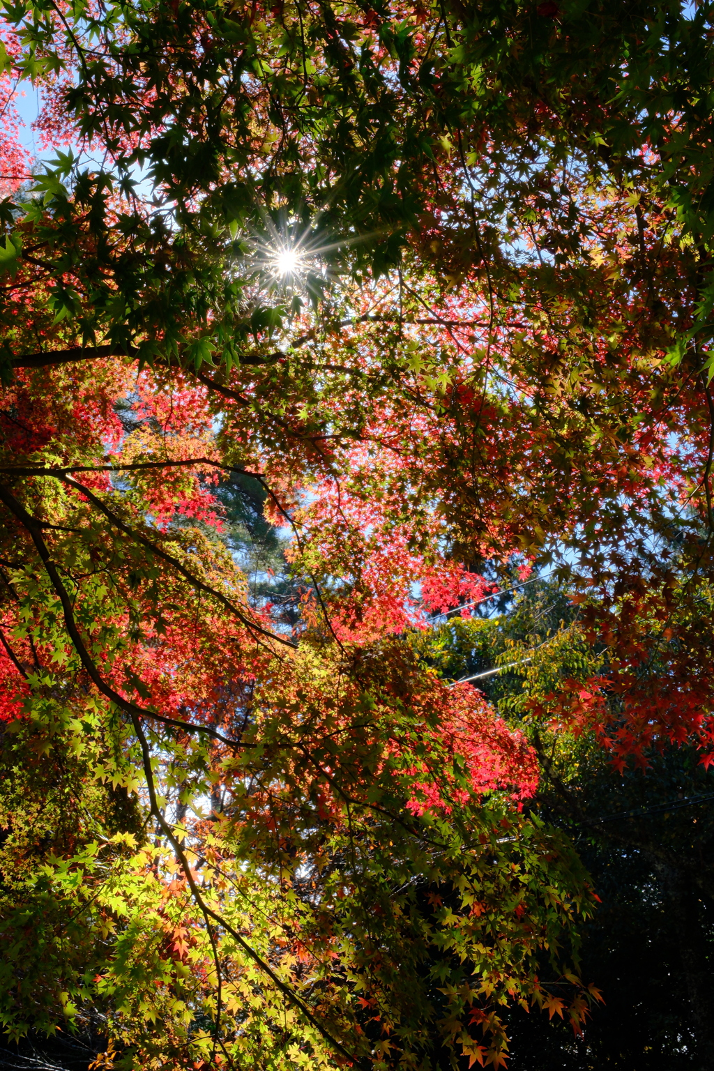 高城山の紅葉