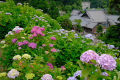 形原あじさいの里