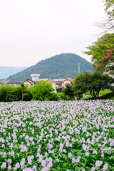 Water hyacinth