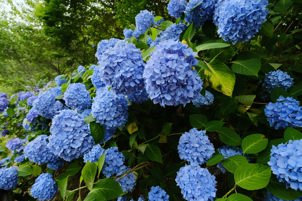 紫陽花