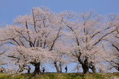 背割堤の桜