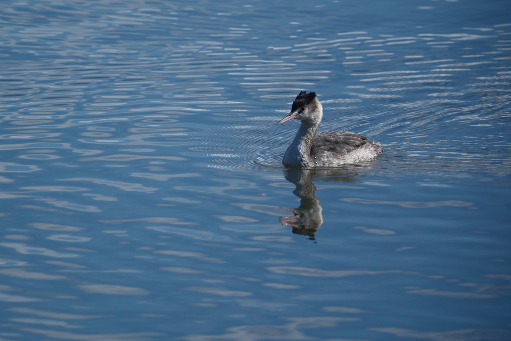 今日の鳥果;カンムリカイツブリ