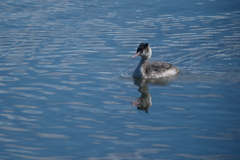 今日の鳥果;カンムリカイツブリ
