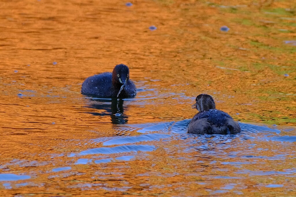 紅葉の中の水鳥