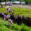 白毫寺の九尺藤