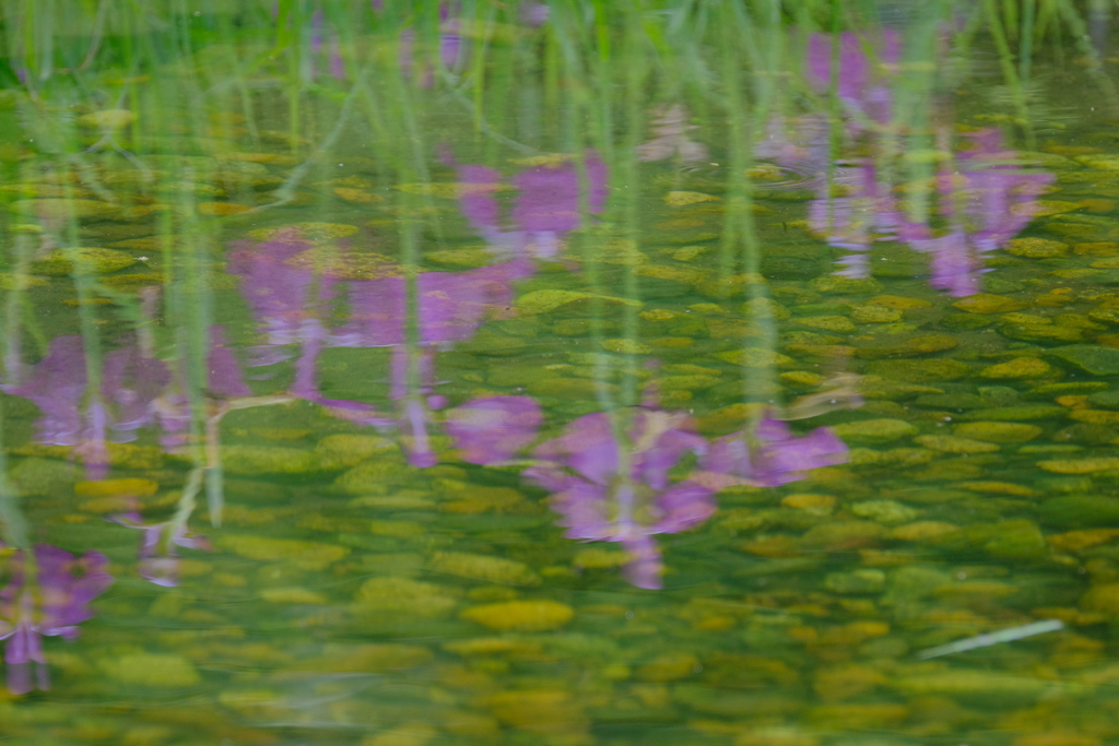 リフレクション～蒲園